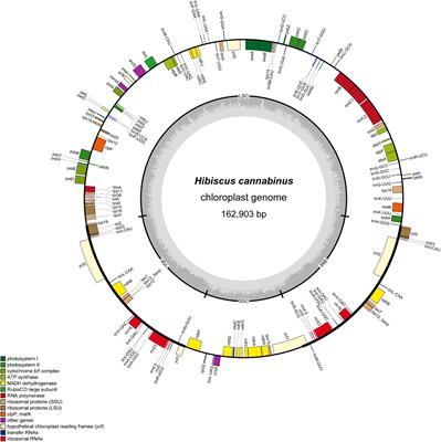 Complete Chloroplast Genome Sequence of Hibiscus cannabinus and Comparative Analysis of the Malvaceae Family